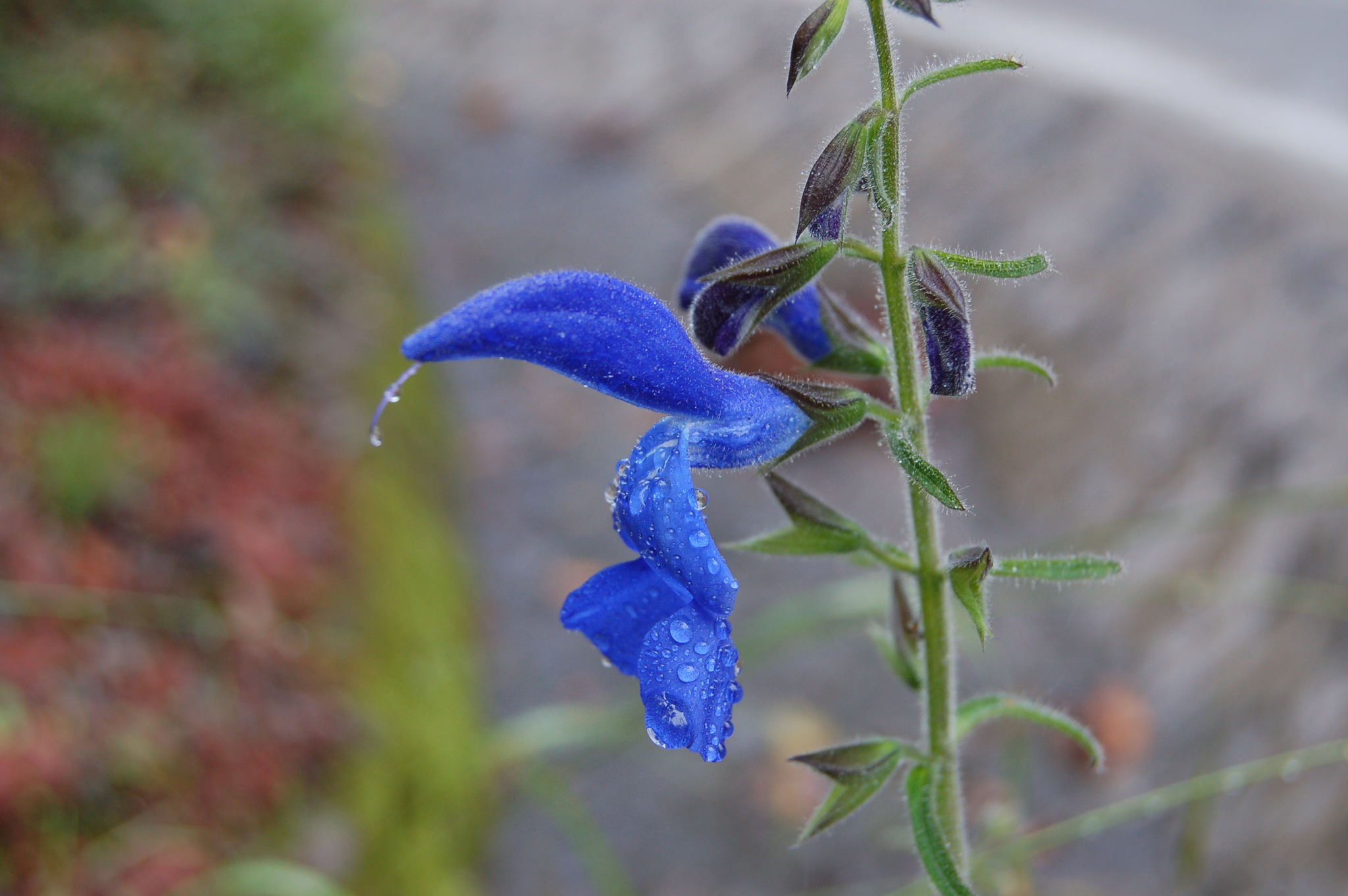 Salvia patens
